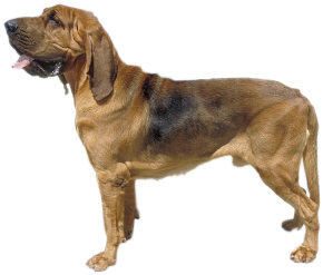 Dog Training
