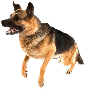 Dog Training
